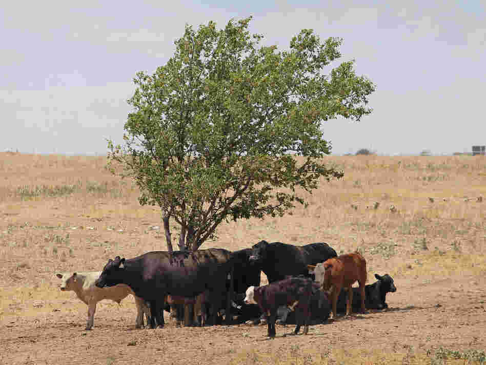 Cattle use a tree for shade near Canadian, Texas, in late July, with temperatures rising above 100 degrees. A severe drought has caused shortages of grass, hay and water in most of Texas, forcing ranchers to thin their herds or risk losing their cattle to the drought.