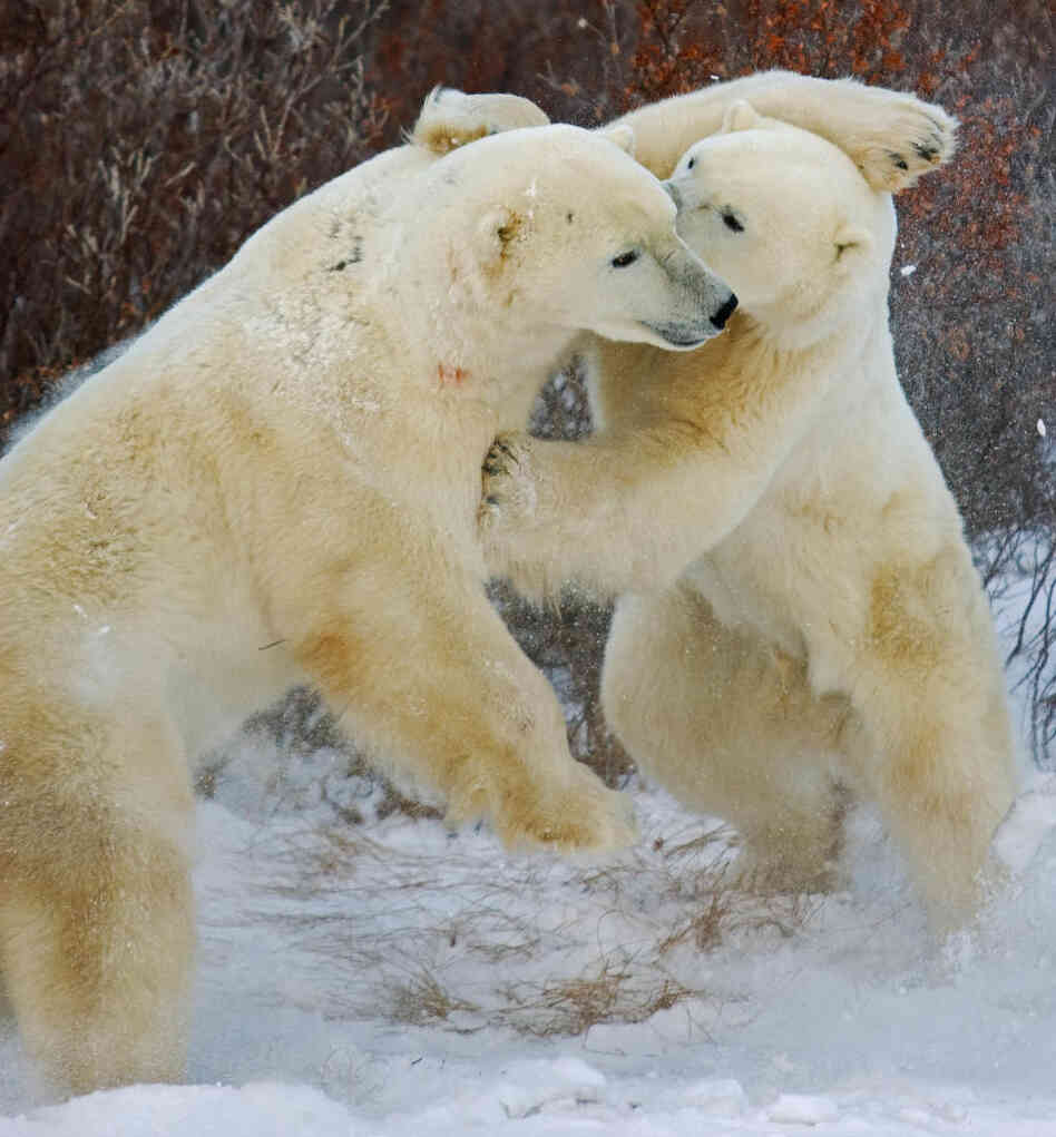 Two polar bears spar on the shoreline of the Hudson Bay in November 2007.