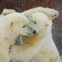 Two polar bears spar on the shoreline of the Hudson Bay in November 2007.