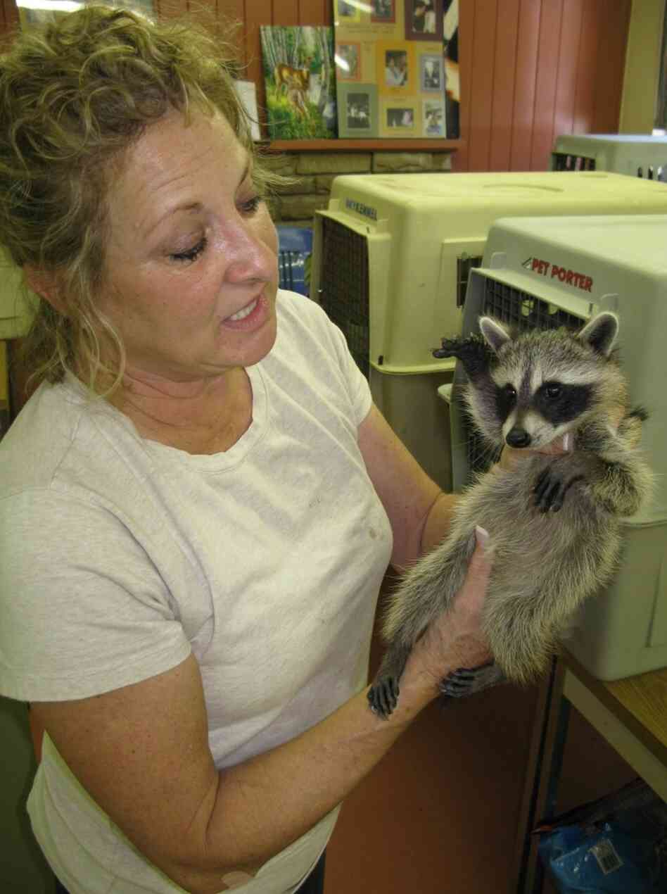 Susan Edwards, manager of Austin Wildlife Rescue, holds a juvenile raccoon. The raccoon should be twice its size by now. But because of the drought, "the water sources are so poor, the mother's milk" lacked essential nutrients, Edwards said.