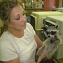 Susan Edwards, manager of Austin Wildlife Rescue, holds a juvenile raccoon. The raccoon should be twice its size by now. But because of the drought, Susan Edwards, manager of Austin Wildlife Rescue, holds a juvenile raccoon. The raccoon should be twice its size by now. But because of the drought,