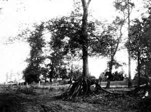 The earthquakes caused the Mississippi River to overflow its banks. The high water brought sand, which covered up several feet at the base of trees. The trees survived and grew roots into the new sand, which had been washed away by the time this picture was taken in 1904. The earthquakes caused the Mississippi River to overflow its banks. The high water brought sand, which covered up several feet at the base of trees. The trees survived and grew roots into the new sand, which had been washed away by the time this picture was taken in 1904.
