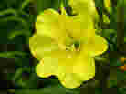 The primrose means childhood, which the main character of "The Language of Flowers" never  really had growing up in a series of foster homes and institutions in  northern California.
