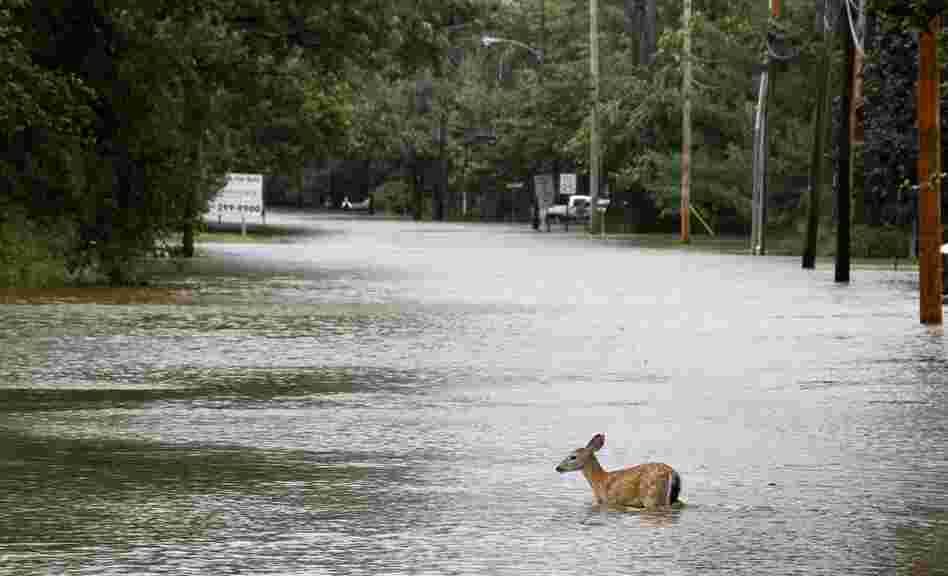 A deer wades through floodwaters in the aftermath of Hurricane Irene on Sunday in Lincoln Park, N.J. Rivers and creeks surged toward potentially record levels. 