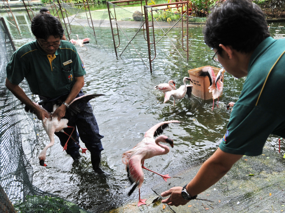 Workers at the Jurong Bird Park in Singapore catch flamingos last year as part of a drive to vaccinate them against avian flu.