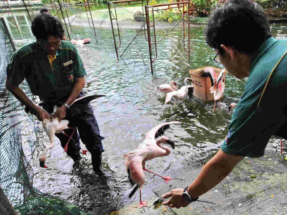 Workers at the Jurong Bird Park in Singapore catch flamingos last year as part of a drive to vaccinate them against avian flu.