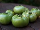 Green tomatoes Green tomatoes