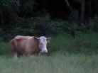 Yvonne, a cow that has lived in the wild since eluding a trip to the slaughterhouse in May, has foiled all attempts to capture her. Now officials say that she's not to be disturbed. Yvonne, a cow that has lived in the wild since eluding a trip to the slaughterhouse in May, has foiled all attempts to capture her. Now officials say that she's not to be disturbed.