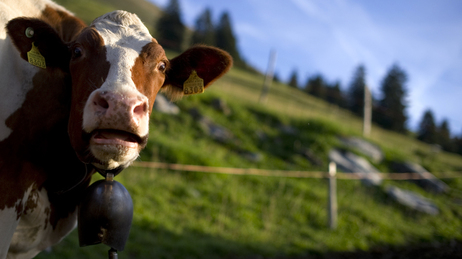 A cow awasits milking in the mountain pasture of "Theraulaz d'en bas" 1295m high near Albeuve, Switzerland on August 29, 2011.