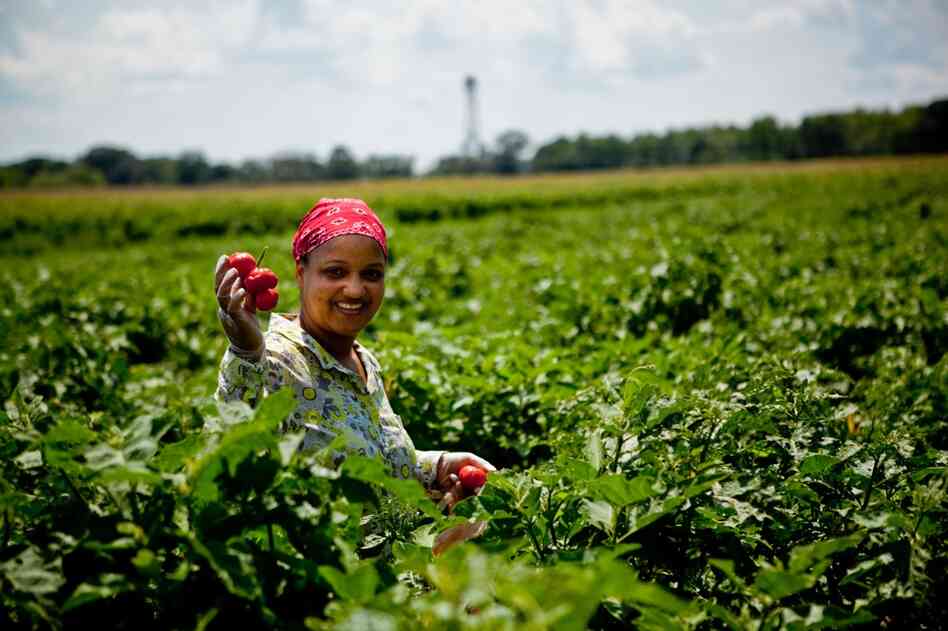 A Liberian immigrant picks African peppers on the Bowling family farm in Charles County, Md. It's one of several area farms experimenting with growing African produce to cater to the D.C. region's nearly 120,000-person-strong African immigrant community. (Photos by Marina Dominguez/NPR) 