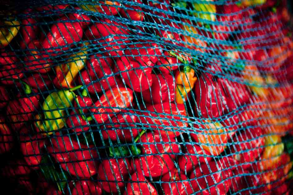 A bagful of fiery African peppers; they sell for 80 cents a pound on the Bowling farm.