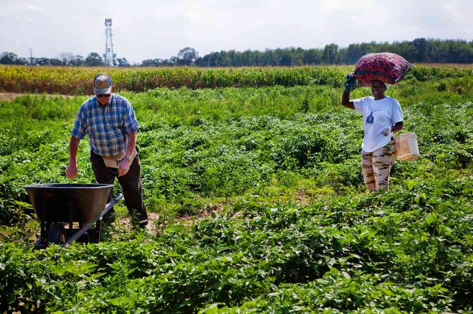 Bowling helps one of his customers coming in from the fields. He's planted seven of his 60 acres with African crops.