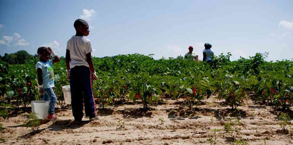 Customers and their children pick peppers and eggplant from Bowling's fields.