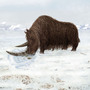 An artist's reconstruction of the Tibetan woolly rhino. Woolly rhinos used their flattened horns to sweep snow off of vegetation, a critical adaptation to survive frigid conditions.