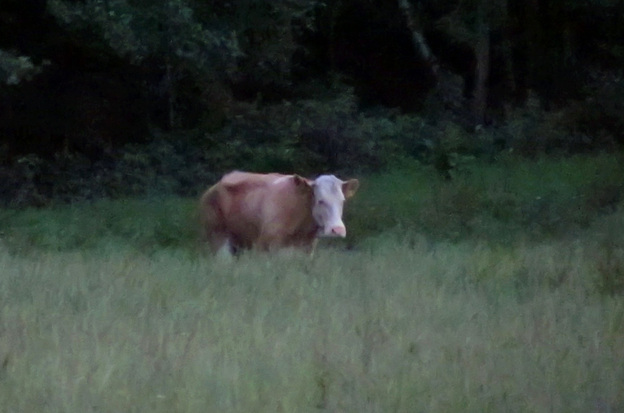 Yvonne, a cow that has lived in the wild since eluding a trip to the slaughterhouse in May, has foiled all attempts to capture her. Now officials say that she's not to be disturbed.