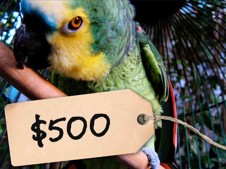 $500 parrot $500 parrot