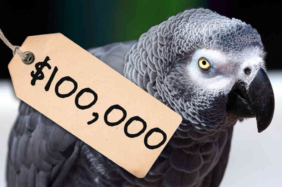 $100,000 parrot