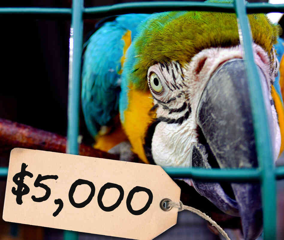 $5,000 parrot $5,000 parrot