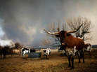 In Graford, Texas, on Thursday: Longhorn cattle stood by as a wildfire burned in the distance. In Graford, Texas, on Thursday: Longhorn cattle stood by as a wildfire burned in the distance.