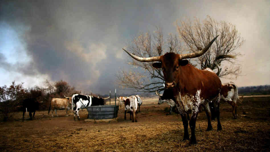 In Graford, Texas, on Thursday: Longhorn cattle stood by as a wildfire burned in the distance.