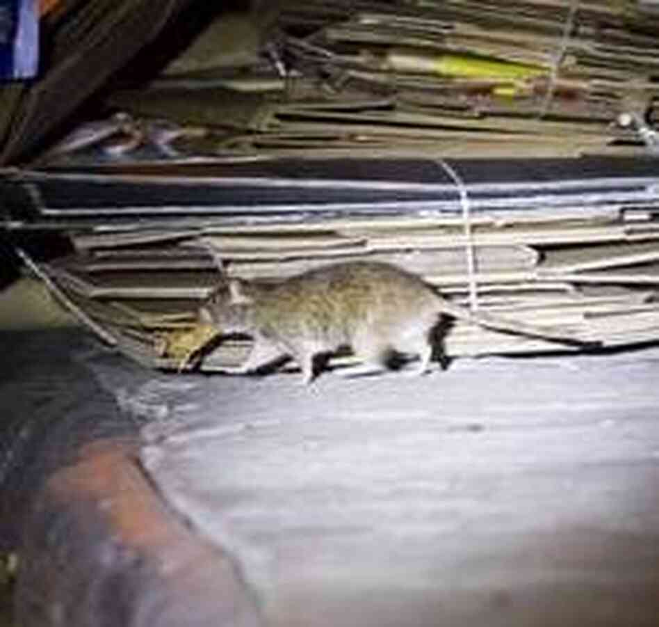Rat Busters NYC on Animal Planet follows the adventures of a couple of hardy exterminators. Rat Busters NYC on Animal Planet follows the adventures of a couple of hardy exterminators.