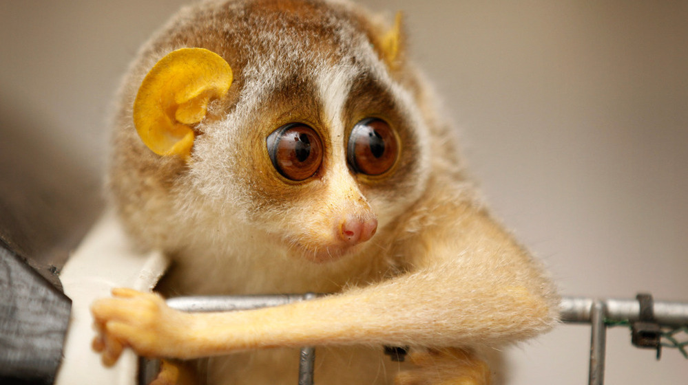 The slender loris: looking for solutions to deforestation and other biodiversity challenges.