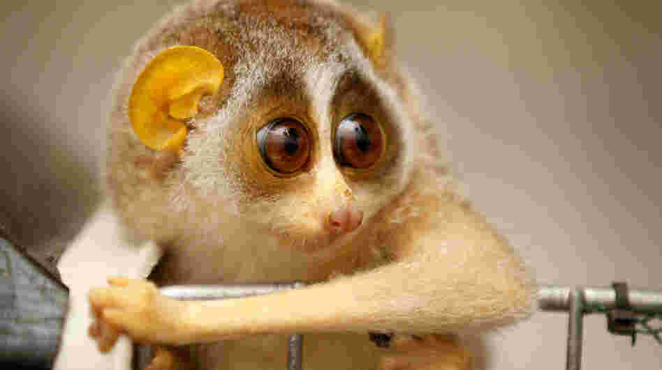 The slender loris: looking for solutions to deforestation and other biodiversity challenges.