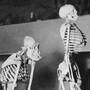 A display of a series of skeletons showing the evolution of humans at the Peabody Museum, New Haven, Conn., circa 1935.