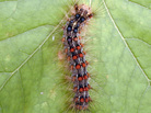 A healthy gypsy moth caterpillar on a leaf. Outbreaks of gypsy moths damage roughly 1 million acres of forest in the U.S. each year. A healthy gypsy moth caterpillar on a leaf. Outbreaks of gypsy moths damage roughly 1 million acres of forest in the U.S. each year.