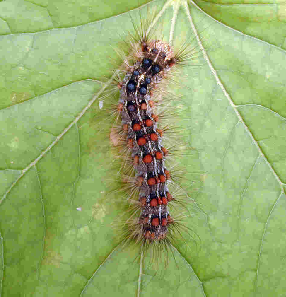 A healthy gypsy moth caterpillar on a leaf. Outbreaks of gypsy moths damage roughly 1 million acres of forest in the U.S. each year.