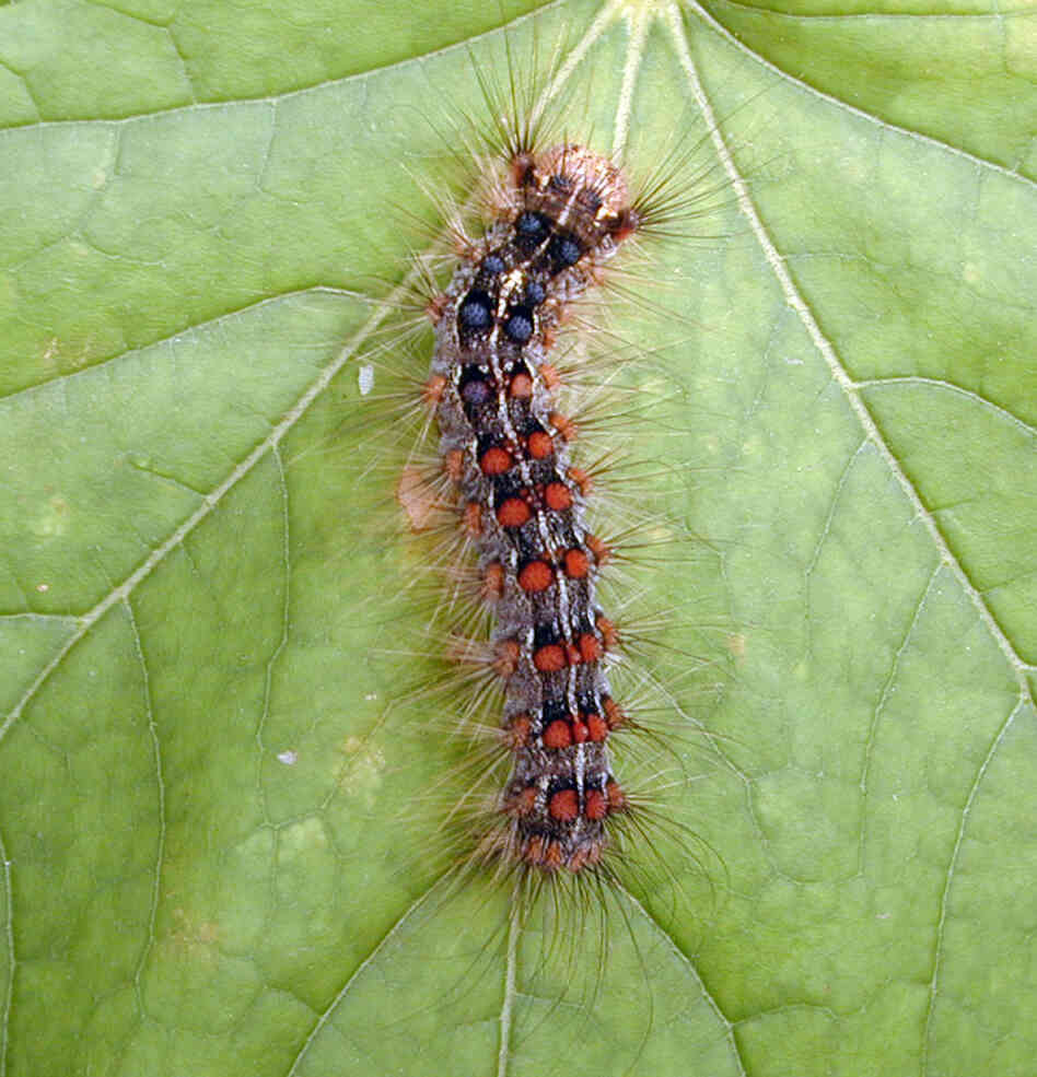 A healthy gypsy moth caterpillar on a leaf. Outbreaks of gypsy moths damage roughly 1 million acres of forest in the U.S. each year.