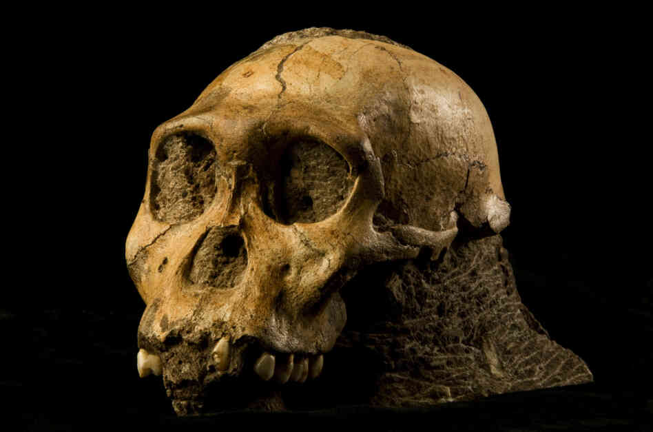 The fossil of Australopithecus sediba could be the long-sought transition between ape-like ancestors and the first humans. "It shows a small brain, but a brain that's beginning to reorganize in some ways that resemble our brain," says anthropologist Lee Berger. The fossil of Australopithecus sediba could be the long-sought transition between ape-like ancestors and the first humans. "It shows a small brain, but a brain that's beginning to reorganize in some ways that resemble our brain," says anthropologist Lee Berger.