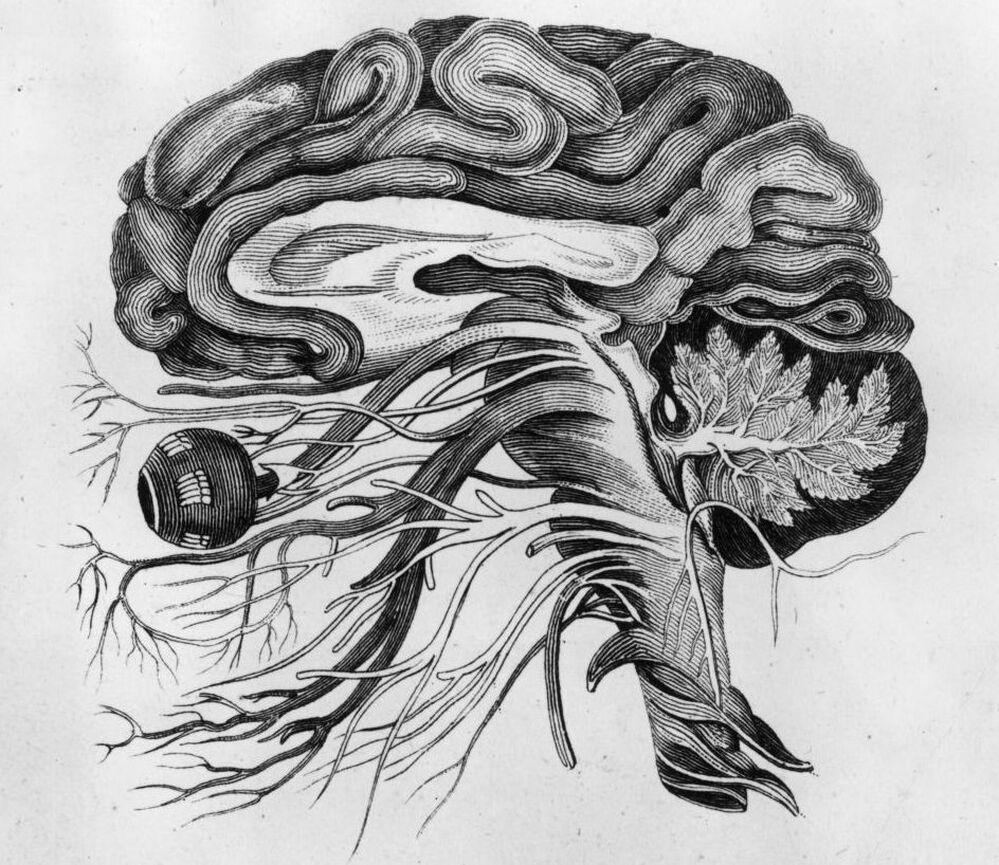 circa 1870:  Anatomical drawing of a man's brain and cerebral nerves.