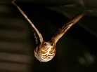 A Swainson's thrush flies a mock-migration in the wind tunnel at the University of Western Ontario. A Swainson's thrush flies a mock-migration in the wind tunnel at the University of Western Ontario.