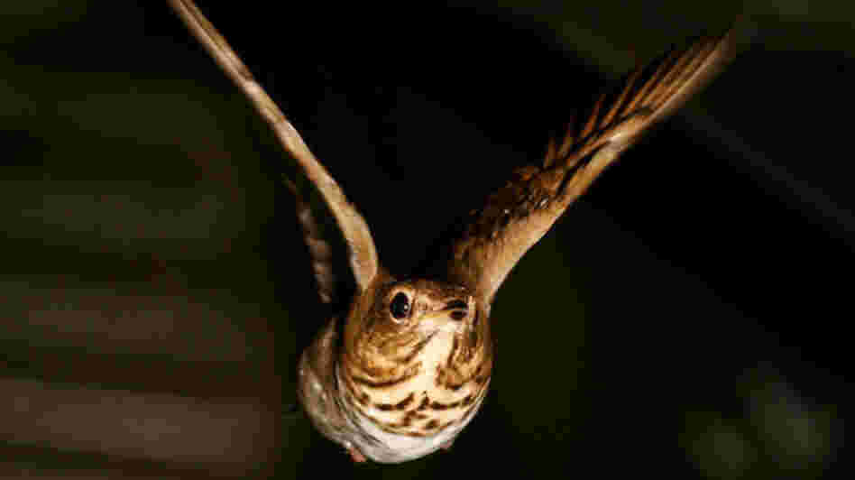A Swainson's thrush flies a mock-migration in the wind tunnel at the University of Western Ontario. A Swainson's thrush flies a mock-migration in the wind tunnel at the University of Western Ontario.