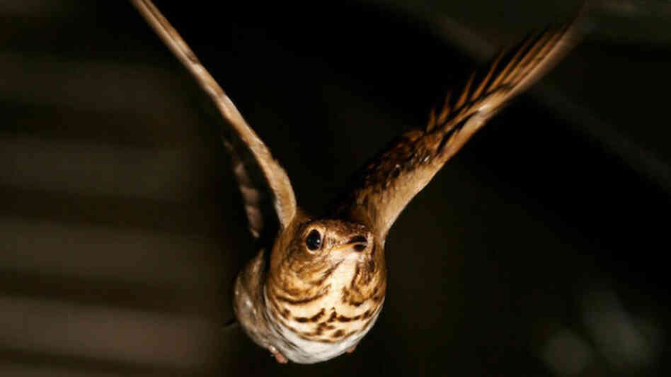 A Swainson's thrush flies a mock-migration in the wind tunnel at the University of Western Ontario. A Swainson's thrush flies a mock-migration in the wind tunnel at the University of Western Ontario.
