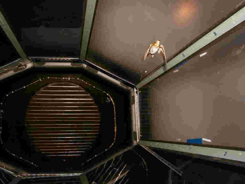 A Swainson's thrush flying in the wind tunnel at the University of Western Ontario.