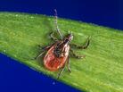 Deer ticks like this one can spread a parasite that causes babesiosis. And infected people can spread it through blood donations. Deer ticks like this one can spread a parasite that causes babesiosis. And infected people can spread it through blood donations.