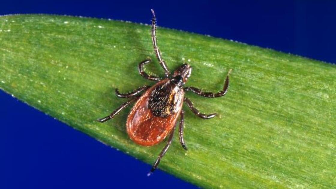 Deer ticks like this one can spread a parasite that causes babesiosis. And infected people can spread it through blood donations.