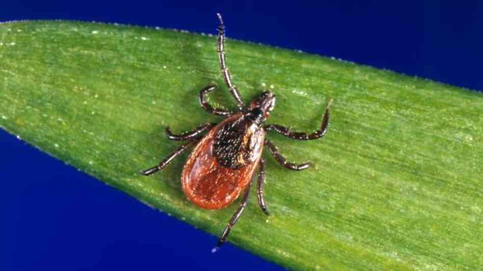 Deer ticks like this one can spread a parasite that causes babesiosis. And infected people can spread it through blood donations.