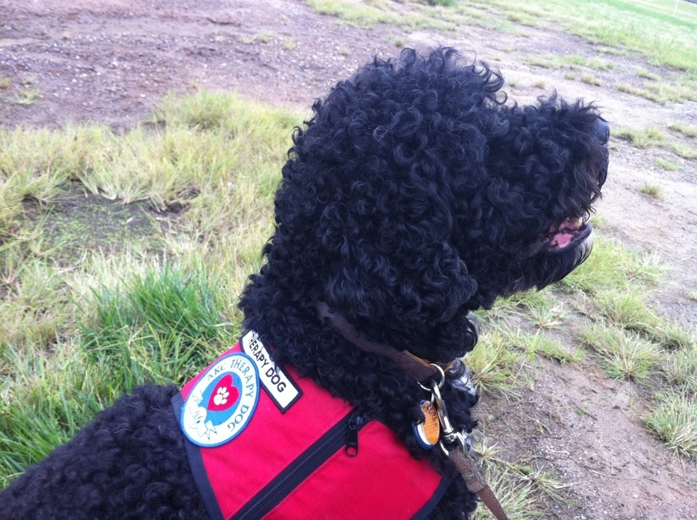 Banjo, a therapy dog, at a Sept. 11 tribute to honor the canines who served on the day.