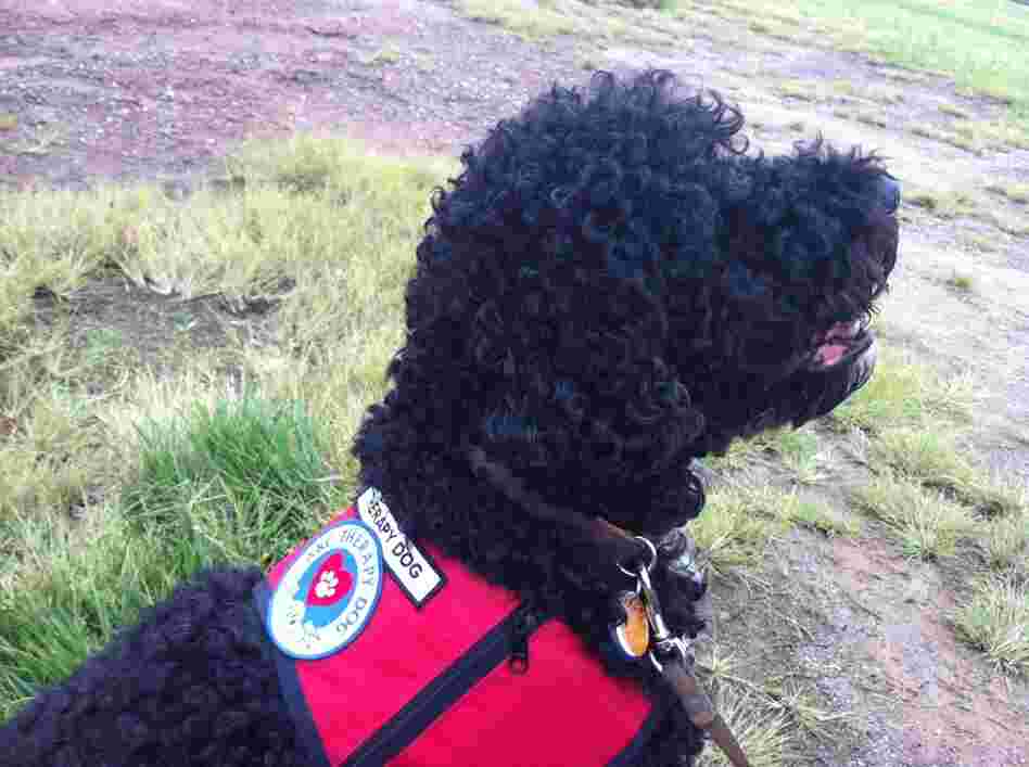 Banjo, a therapy dog, at a Sept. 11 tribute to honor the canines who served on the day.