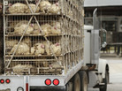 A truckload of live turkeys arriving at a Cargill processing plant in Springdale, Ark., on Aug. 4. Cargill recalled fresh and frozen ground turkey products produced at the plant from Feb. 20 through Aug. 2 due to possible contamination from the strain of salmonella linked to 76 illnesses and the one death. A truckload of live turkeys arriving at a Cargill processing plant in Springdale, Ark., on Aug. 4. Cargill recalled fresh and frozen ground turkey products produced at the plant from Feb. 20 through Aug. 2 due to possible contamination from the strain of salmonella linked to 76 illnesses and the one death.