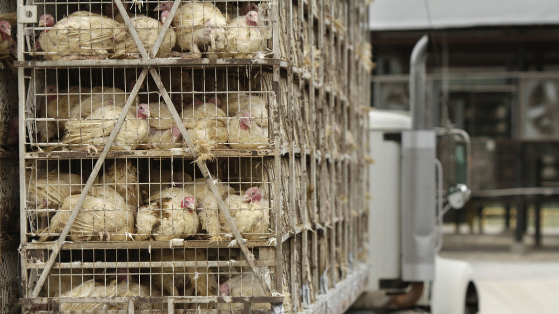 A truckload of live turkeys arriving at a Cargill processing plant in Springdale, Ark., on Aug. 4. Cargill recalled fresh and frozen ground turkey products produced at the plant from Feb. 20 through Aug. 2 due to possible contamination from the strain of salmonella linked to 76 illnesses and the one death.