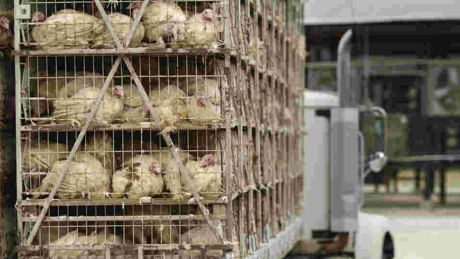 Recalled+ground+turkey+sept+2011