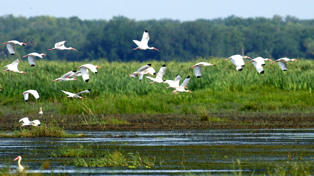 A flock of ibis flies at the Oak Creek Marsh, a former cattle pasture near the Kissimmee  River, the headwaters of Florida's Everglades.