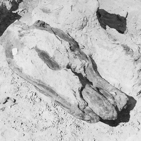 A dinosaur skull in Hell Creek, Mont. 1908