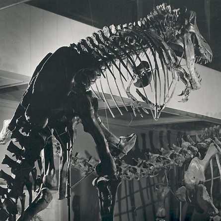When the T. rex skeleton was first put on display, it was presented standing vertically, in this Godzilla-like pose, as seen at the Carnegie Museum of Natural History around 1950. Recent studies show the dinosaur actually kept its body horizontal. Watch the videos here to see how T. rex walked.