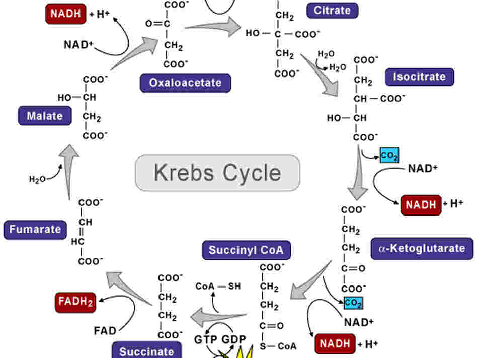 Krep Cycle