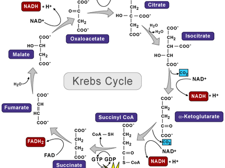 Diagram of the Krebs Cycle